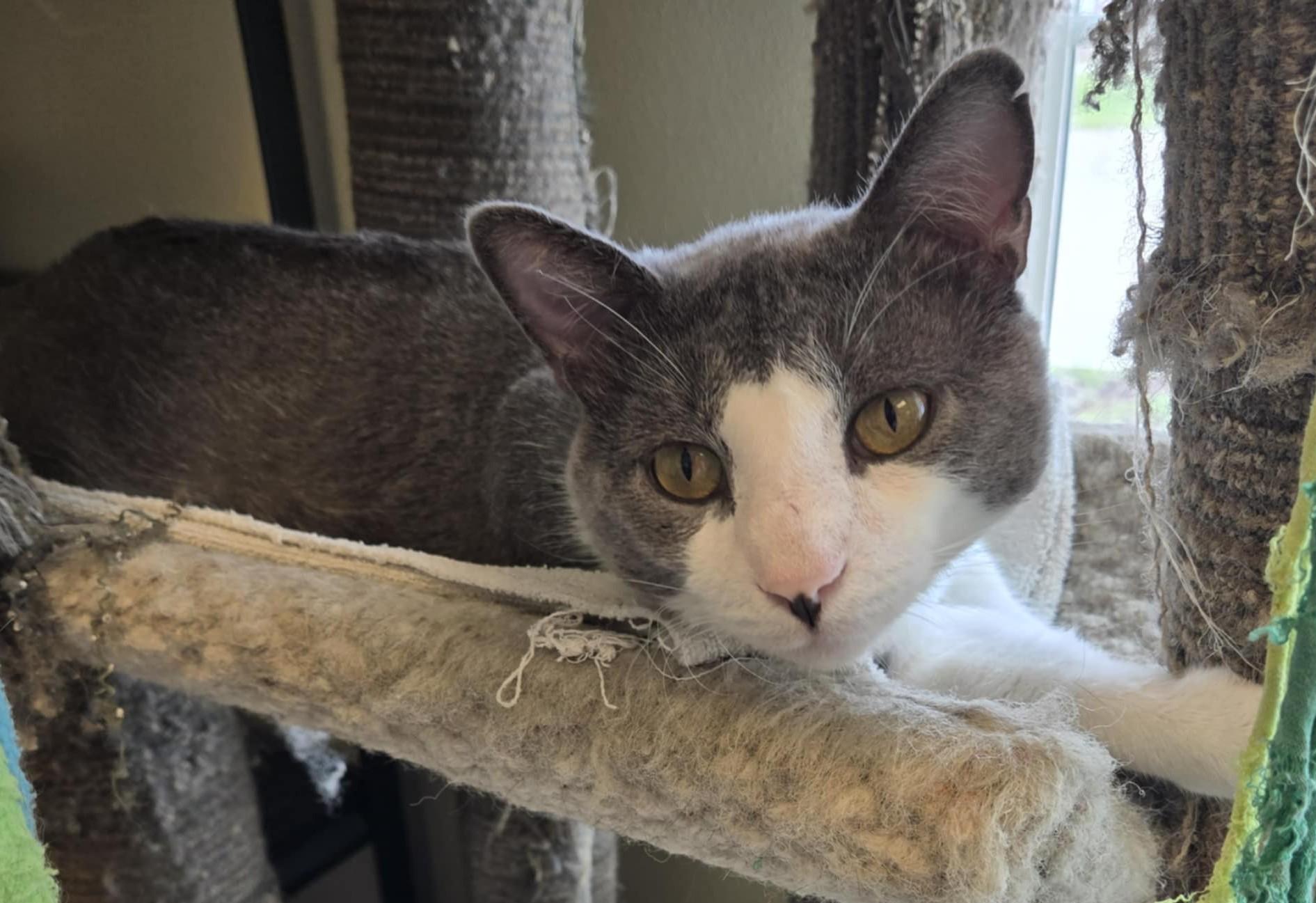 Jerry, an adoptable Domestic Short Hair in Larned, KS, 67550 | Photo Image 3
