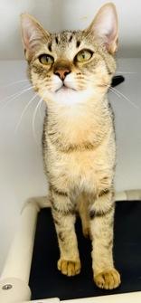 Nox, adopted, Young Male Domestic Short Hair.