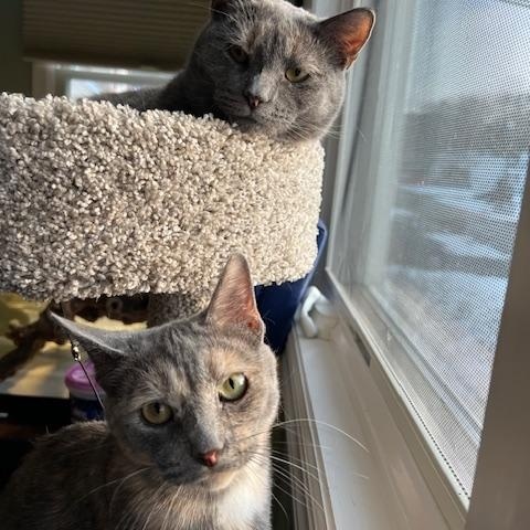 Sunset and Night Sky (Polydactyly), ADOPTABLE, Young Female Domestic Short Hair.