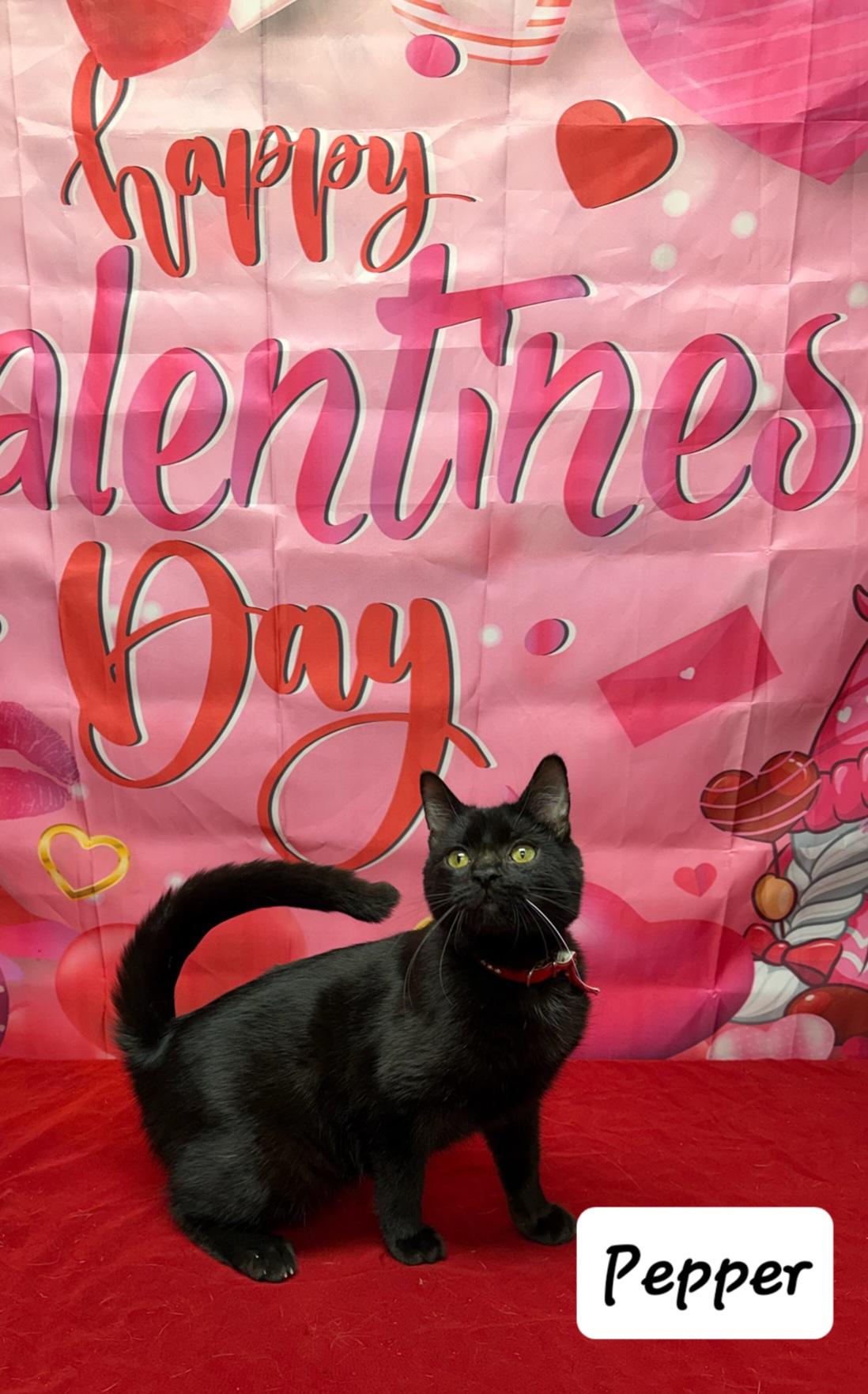 Pepper, ADOPTABLE, Young Male Domestic Short Hair.