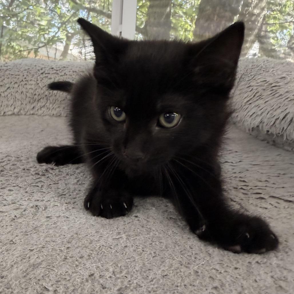 Enlarge Static, a Adoptable Domestic Medium Hair in Boerne, TX image 1/1