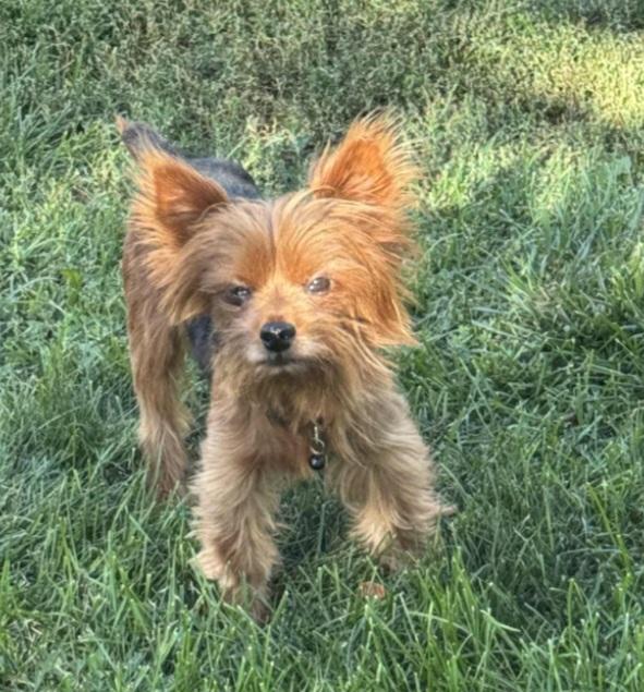 Archie, a Adopted Yorkshire Terrier in Thornton, CO image 1/2