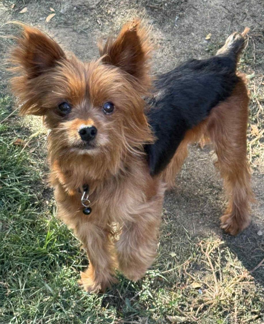 Archie, a Adopted Yorkshire Terrier in Thornton, CO image 2/2
