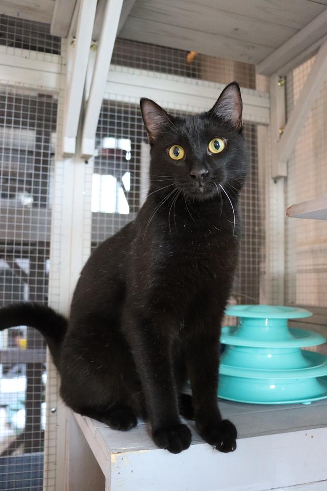 Roquefort, Adoptable, Adult Male Domestic Short Hair & Domestic Short Hair.