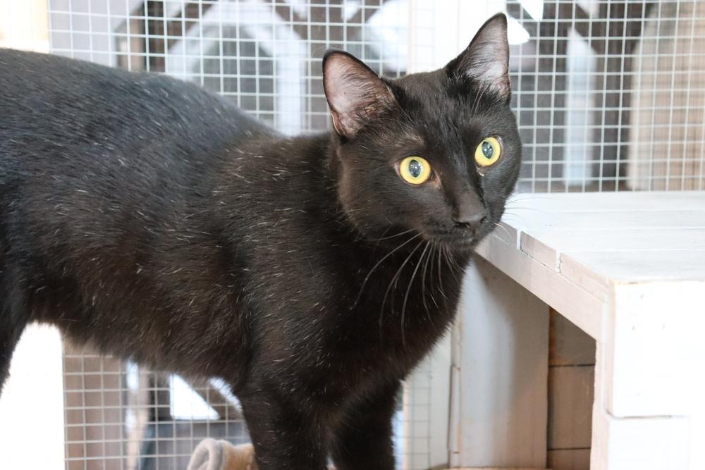 Enlarge Roquefort, a Adoptable mixed breed in Seminole, FL image 2/6