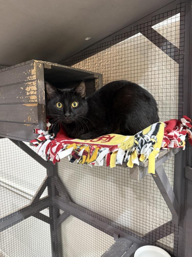 Roquefort, Adoptable, Adult Male Domestic Short Hair & Domestic Short Hair.