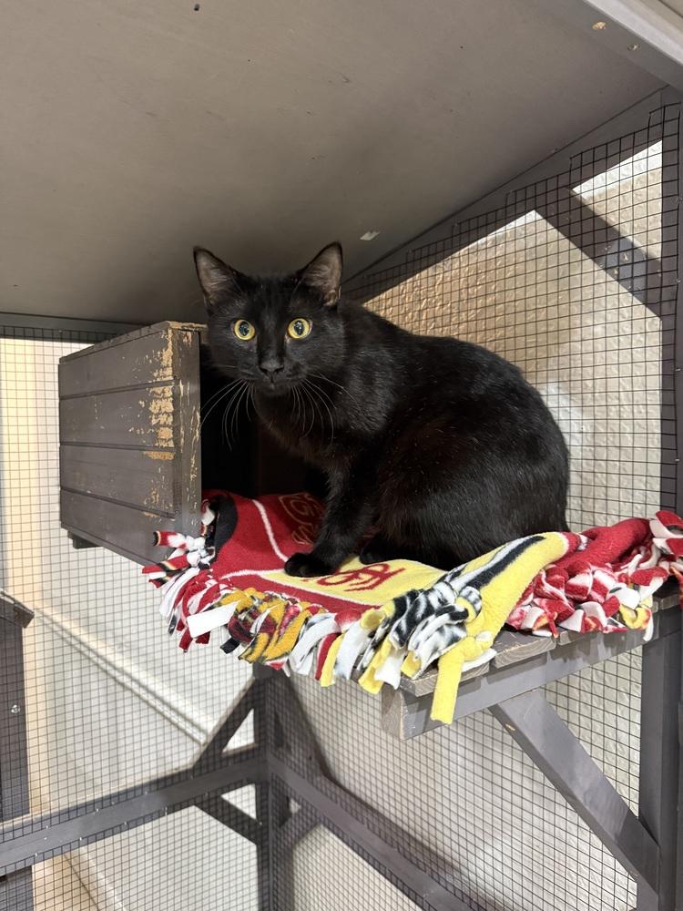 Enlarge Roquefort, a Adoptable mixed breed in Seminole, FL image 2/4