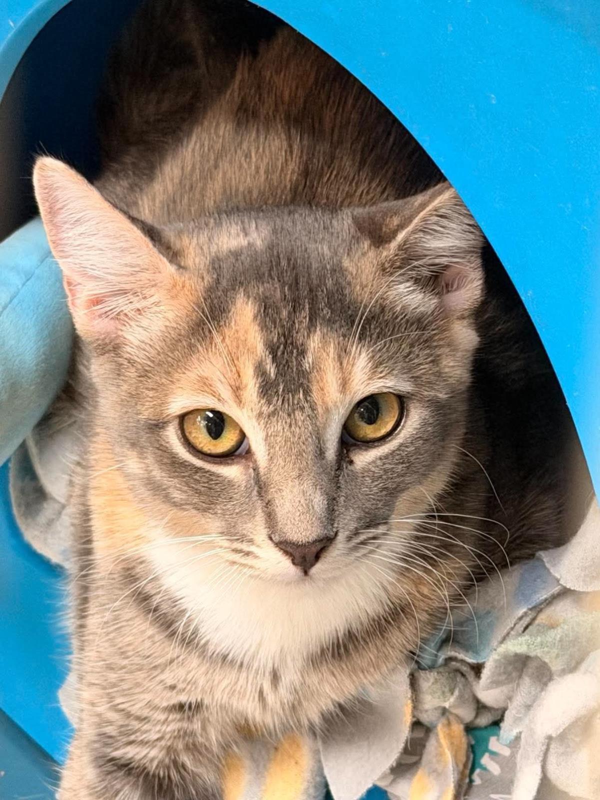 Enlarge Raisin Bran Cereal, a Adoptable Domestic Short Hair in Chandler, AZ image 1/3