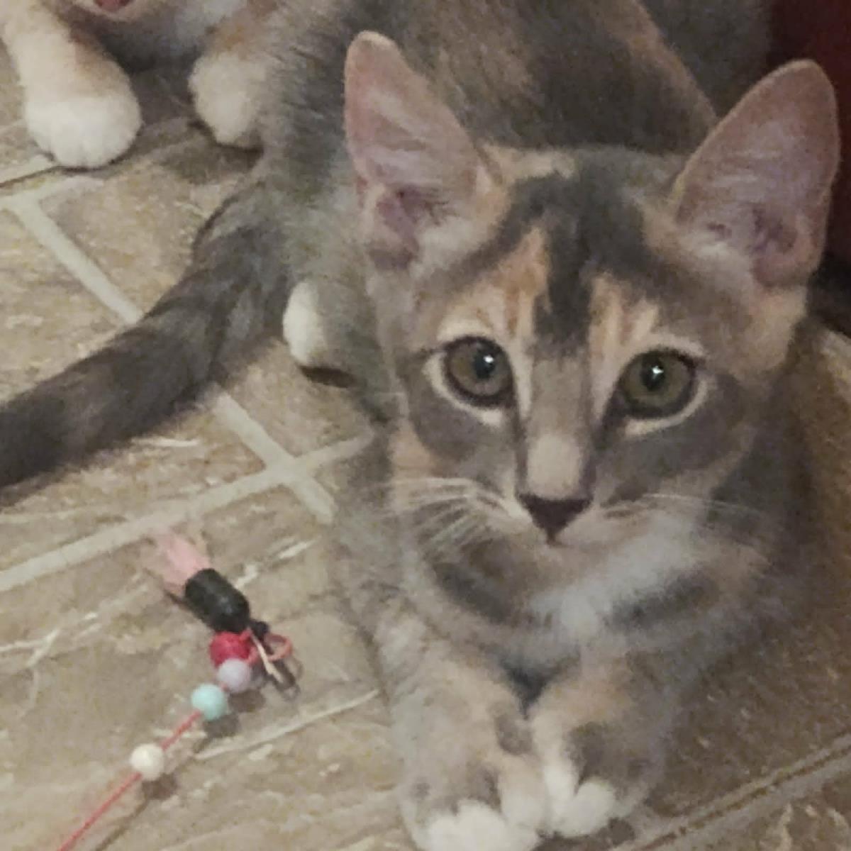 Enlarge Raisin Bran Cereal, a Adoptable Domestic Short Hair in Chandler, AZ image 2/3