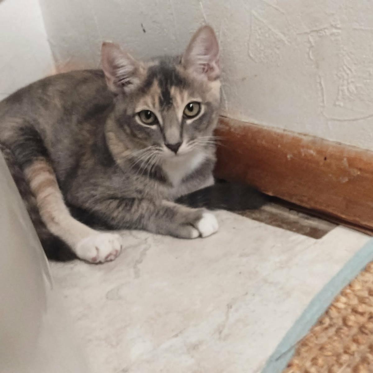 Enlarge Raisin Bran Cereal, a Adoptable Domestic Short Hair in Chandler, AZ image 3/3