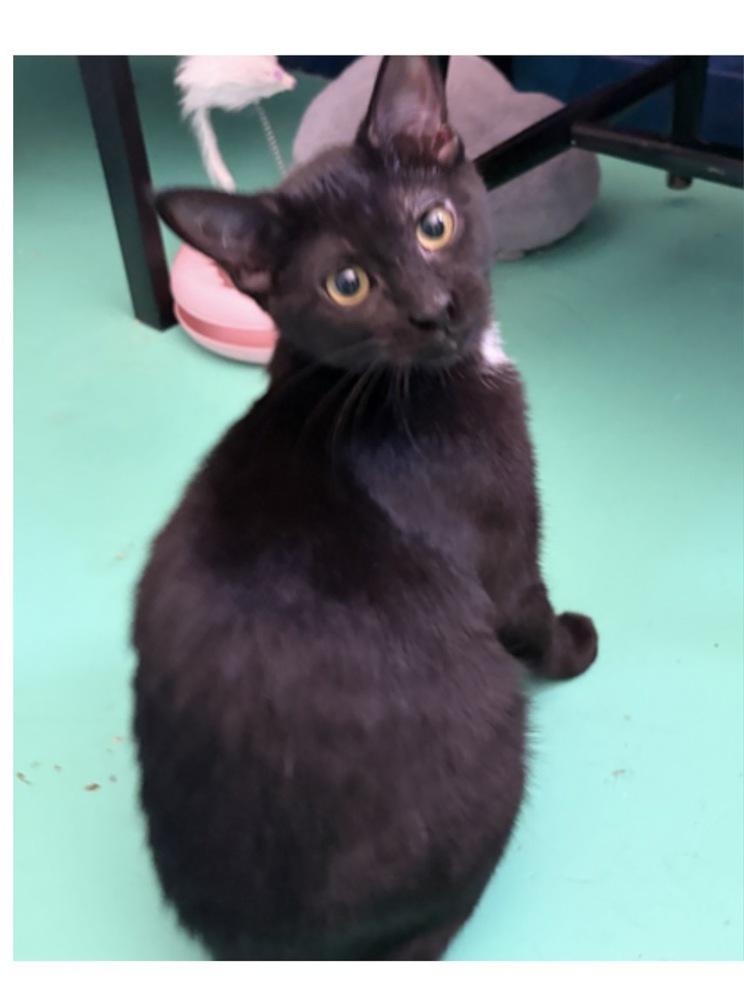 Enlarge Mitzy, a Adoptable mixed breed in Lafayette, CO image 2/2