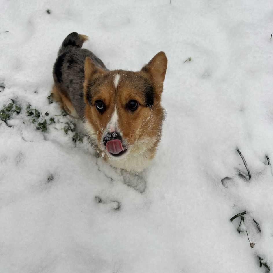 Enlarge Bear, an adoption pending Cardigan Welsh Corgi in Glocester, RI image 3/3