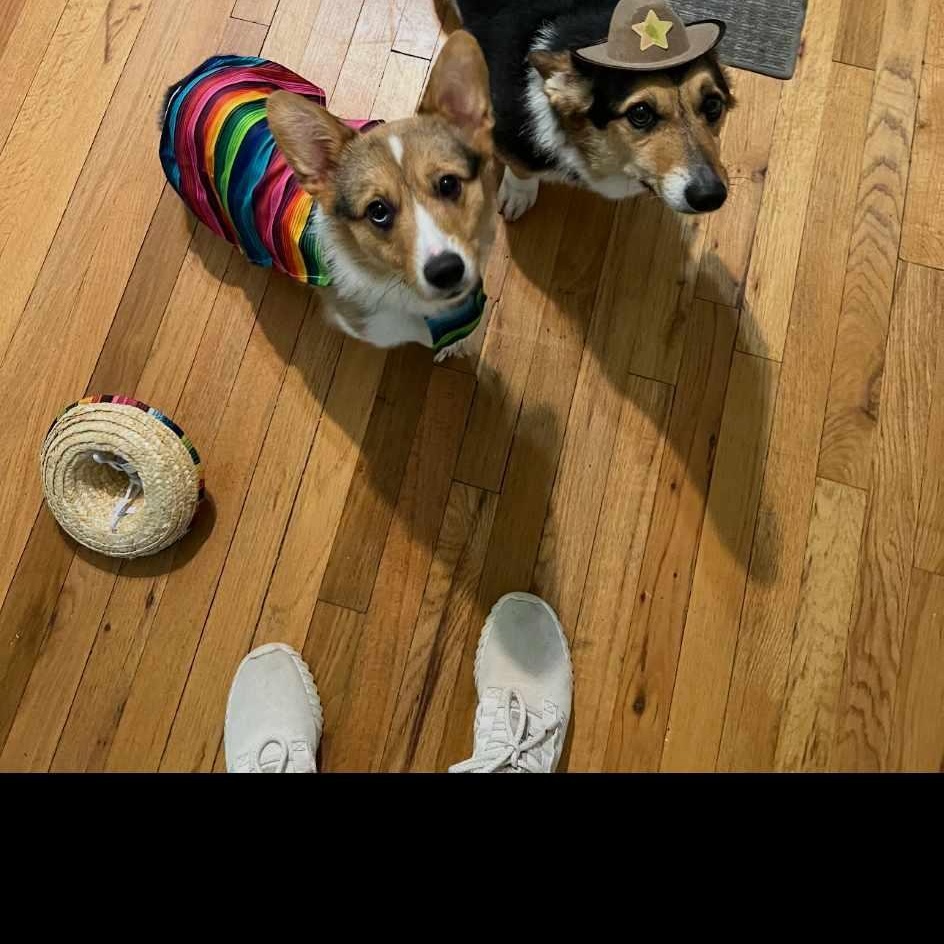 Enlarge Bear, an adoption pending Cardigan Welsh Corgi in Glocester, RI image 2/3