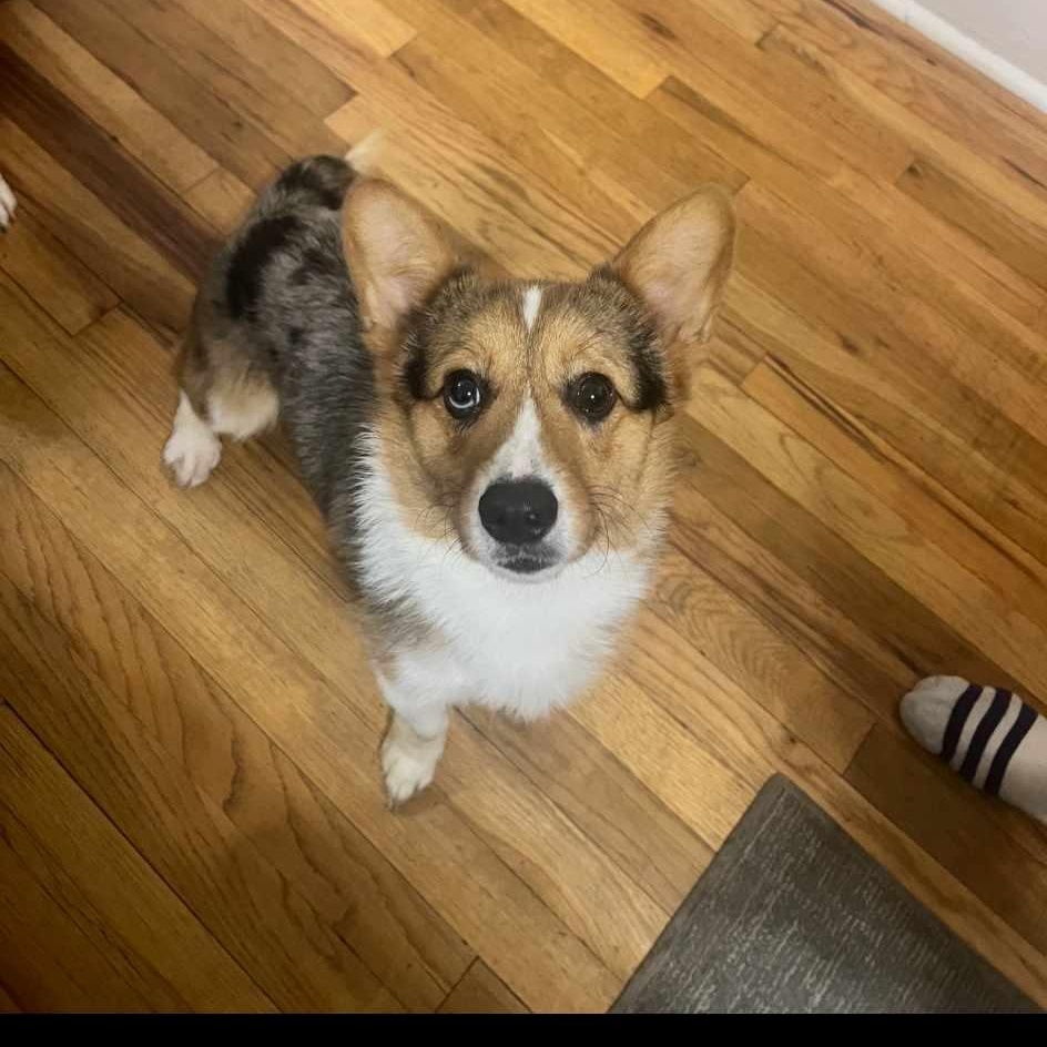 Enlarge Bear, an adoption pending Cardigan Welsh Corgi in Glocester, RI image 1/3