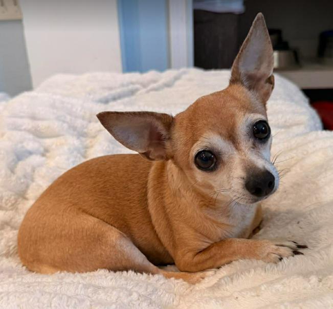 Enlarge Debra, a ADOPTABLE mixed breed in Boulder, CO image 4/6