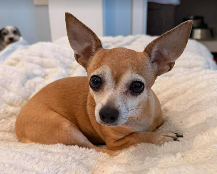 Debra, ADOPTABLE, Adult Female Chihuahua.