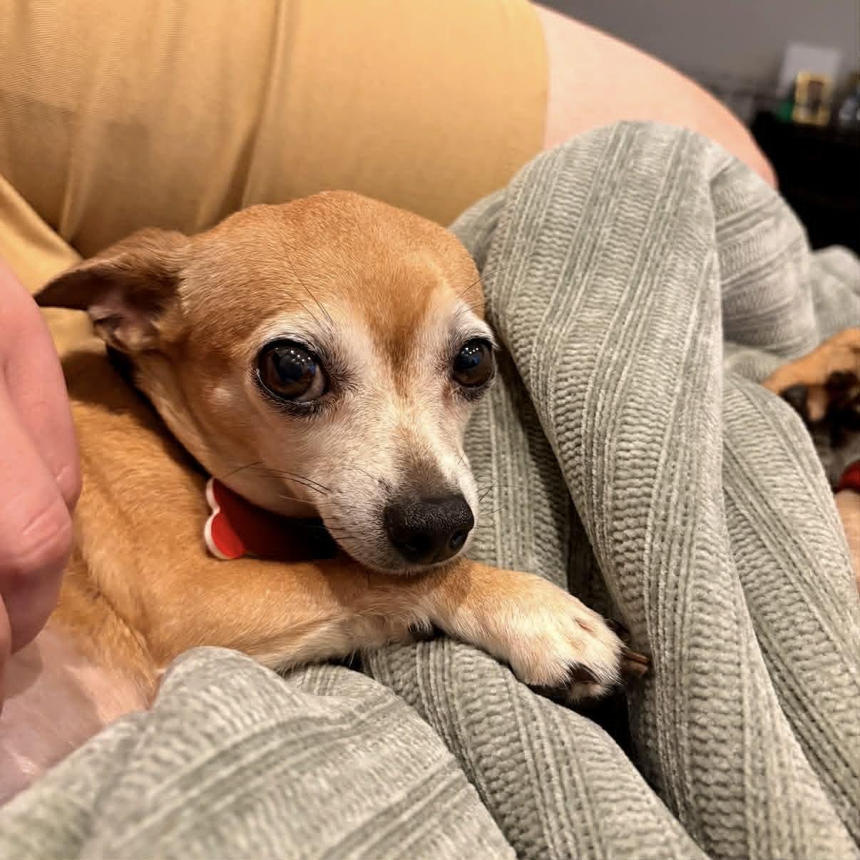 Enlarge Debra, a ADOPTABLE mixed breed in Boulder, CO image 5/6