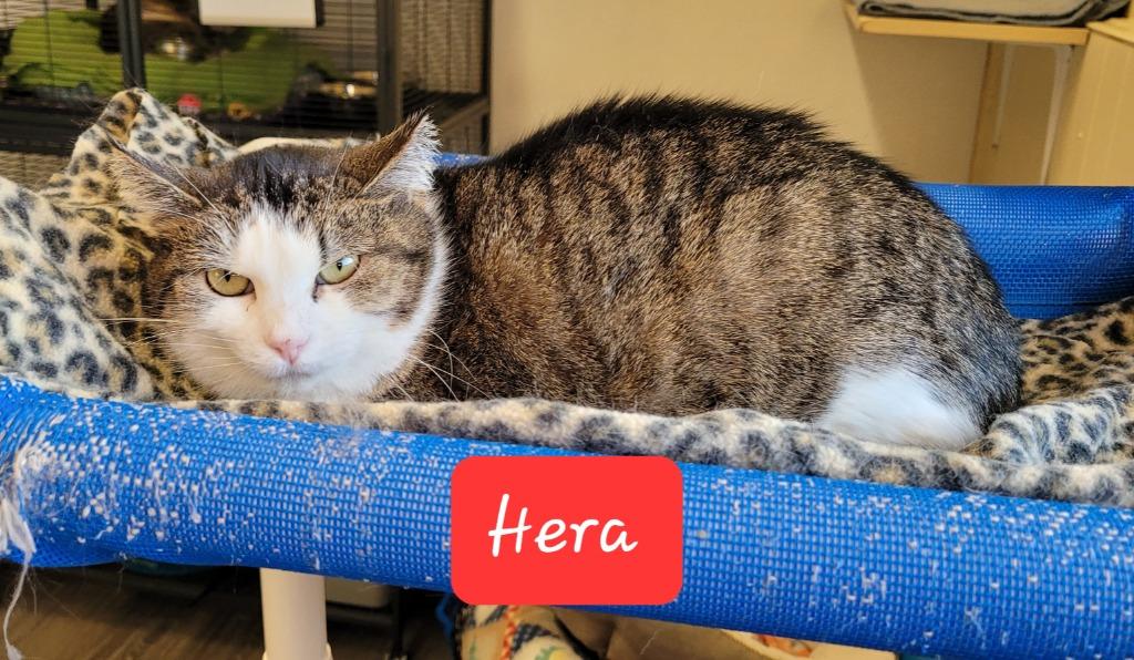 Hera, a Adoptable mixed breed in Cedar Rapids, IA image 2/4