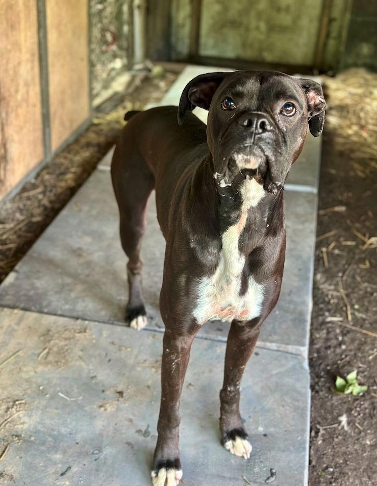 Enlarge Cecil, a Adopted Boxer in Monticello, NY image 1/1