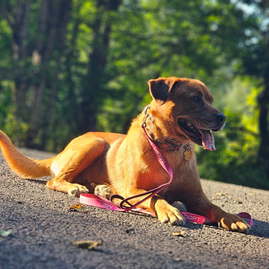 Precious, Adoptable, Senior Female Labrador Retriever & Rottweiler.