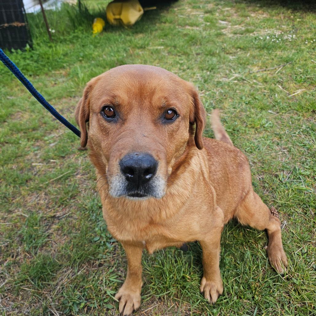 Enlarge Precious, a Adoptable mixed breed in Oakville, WA image 2/6