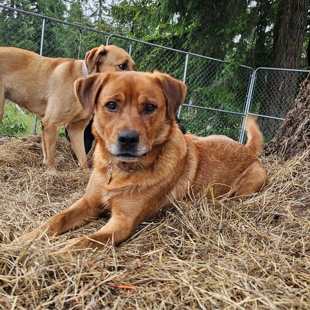 Enlarge Precious, a Adoptable mixed breed in Oakville, WA image 3/6