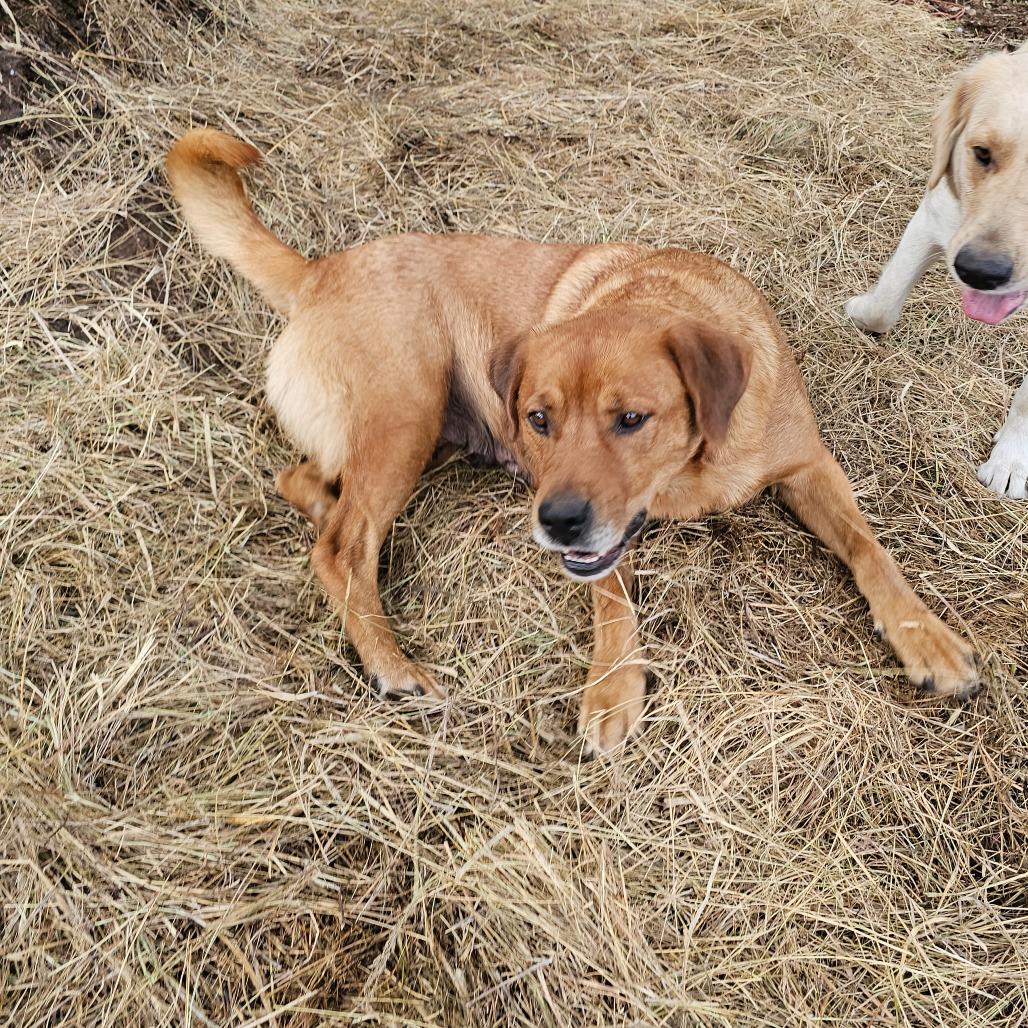 Enlarge Precious, a Adoptable mixed breed in Oakville, WA image 4/6