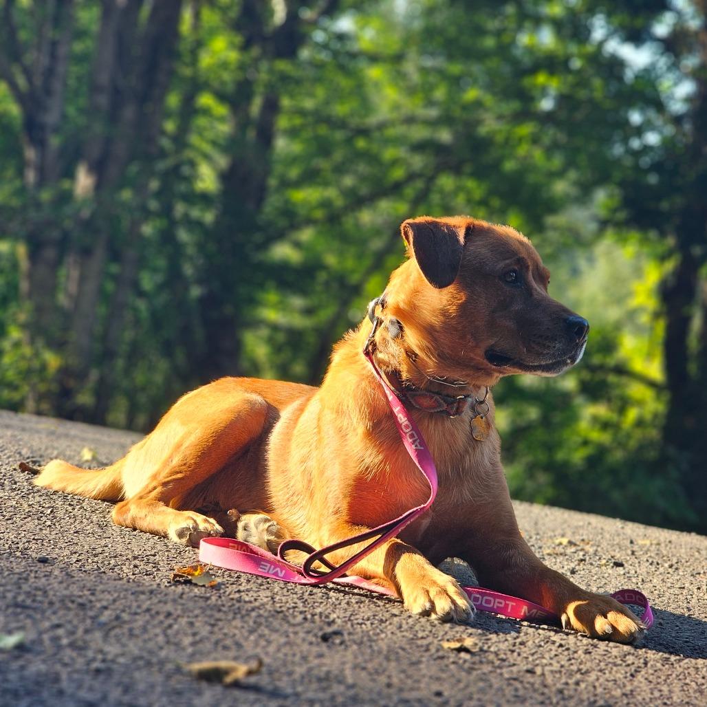 Enlarge Precious, a Adoptable mixed breed in Oakville, WA image 5/6