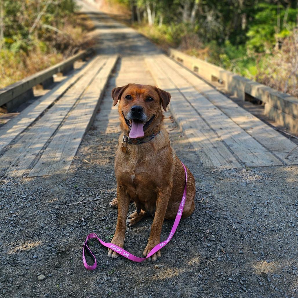 Enlarge Precious, a Adoptable mixed breed in Oakville, WA image 6/6