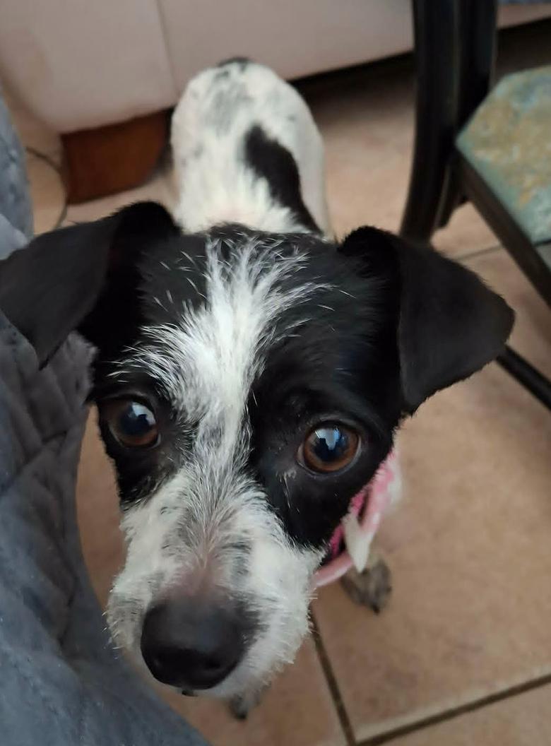 Enlarge Lizzie (ADOPTION PENDING), a Adoptable Chihuahua in Osteen, FL image 1/3