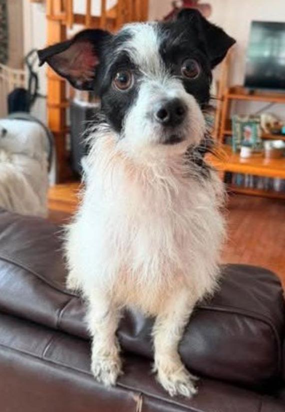 Enlarge Lizzie (ADOPTION PENDING), a Adoptable Chihuahua in Osteen, FL image 3/3