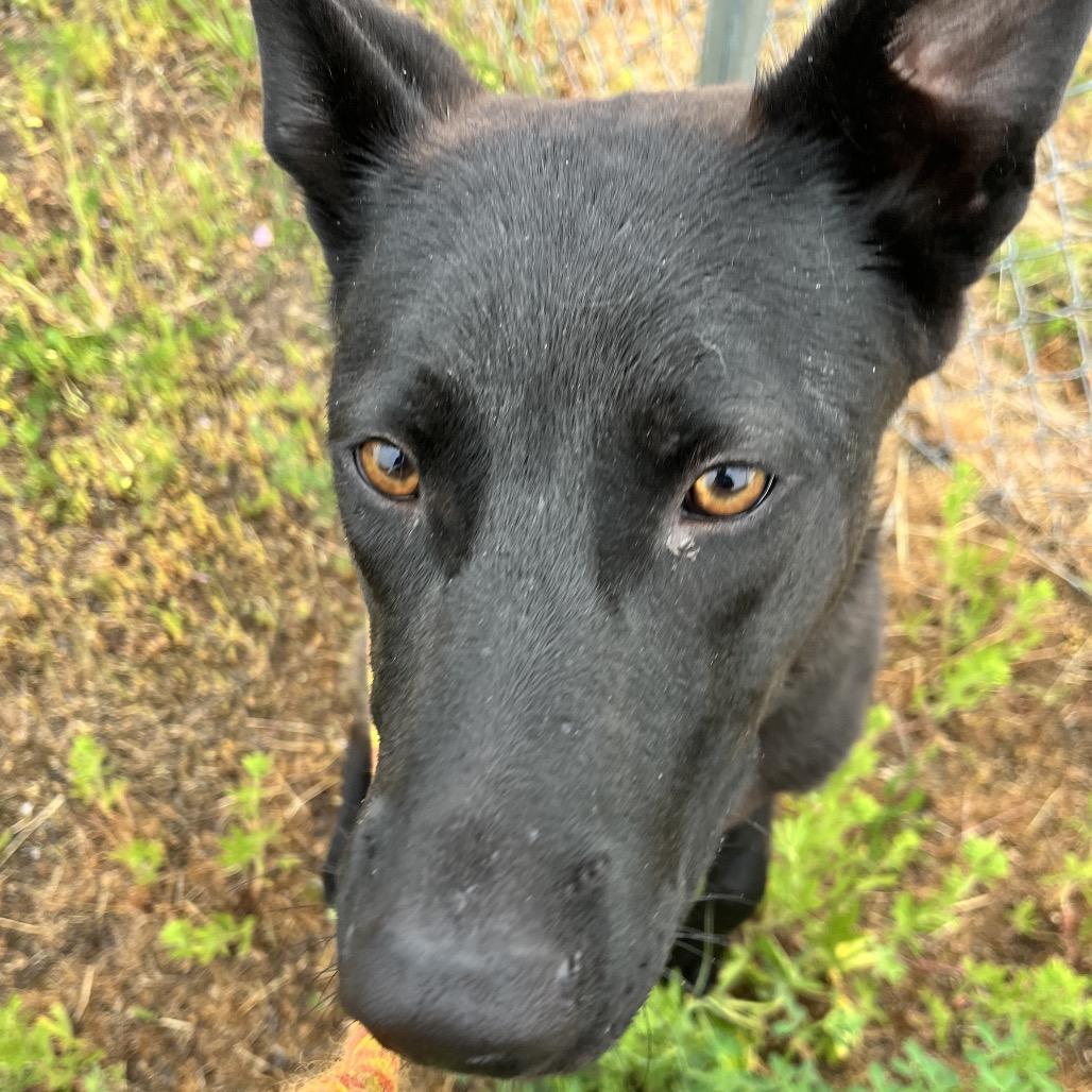 Enlarge Asher, a Adoptable Mixed Breed in Spokane, WA image 1/3
