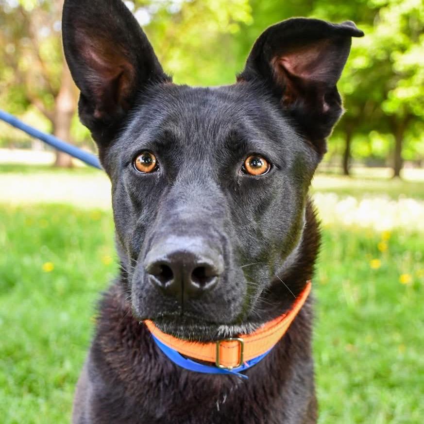 Enlarge Asher, a Adoptable Mixed Breed in Spokane, WA image 2/3