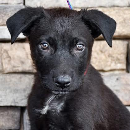 Enlarge Asher, a Adoptable Mixed Breed in Spokane, WA image 3/3
