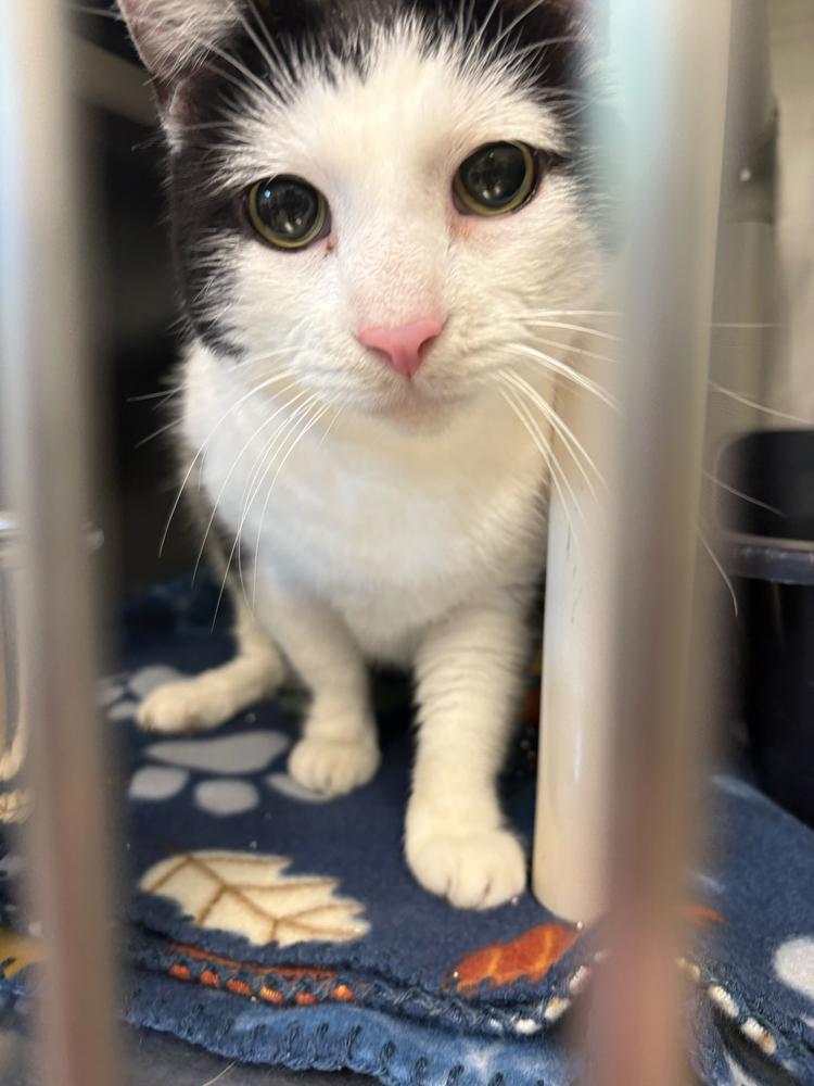 Iceman, Adoptable, Senior Male Domestic Short Hair.