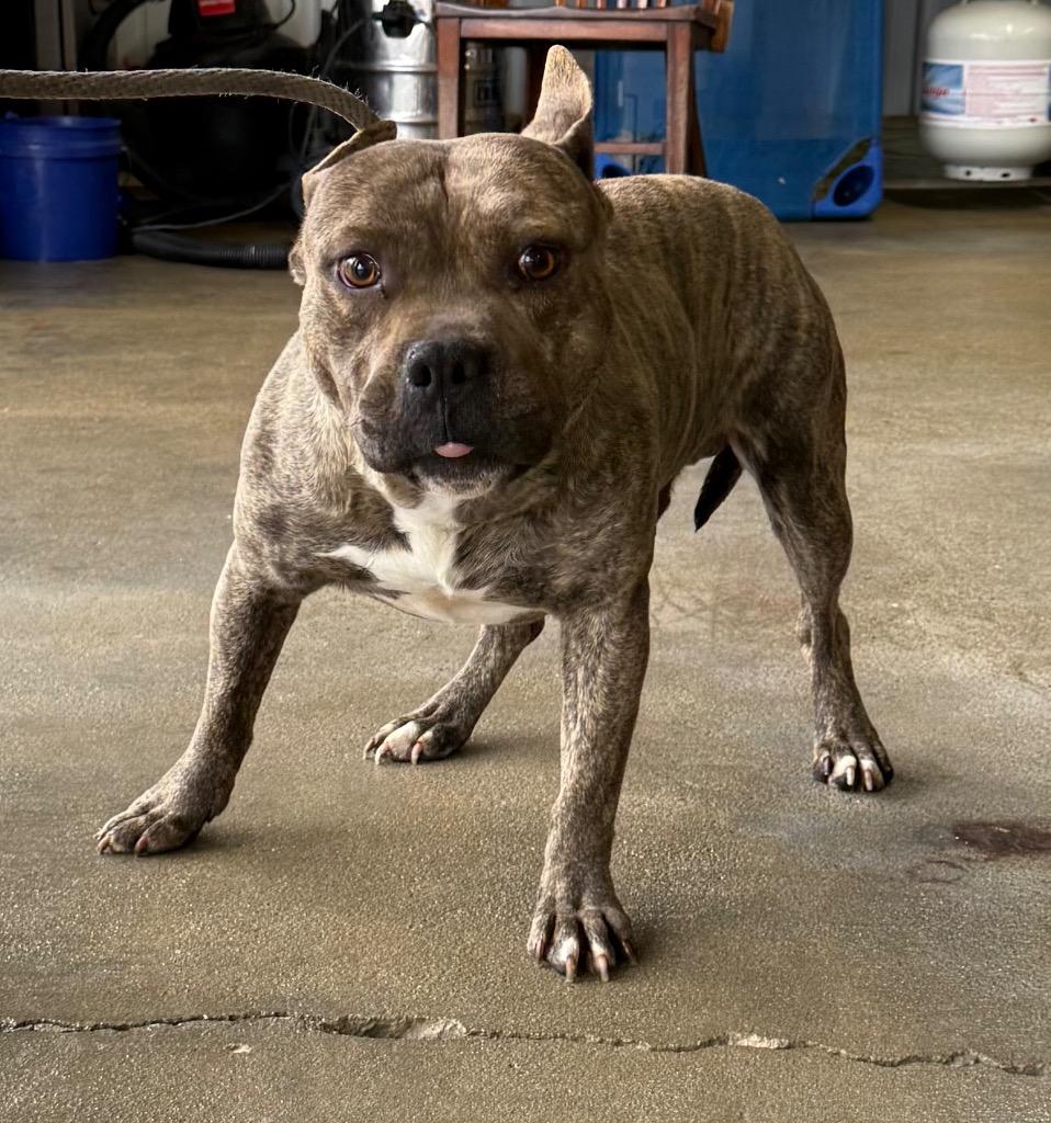 Scooby, Adoptable, Adult Male Staffordshire Bull Terrier & Mixed Breed.