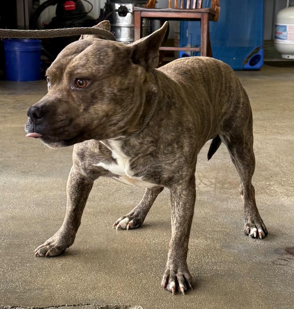 Enlarge Scooby, a Adoptable mixed breed in Fayetteville, TN image 2/2
