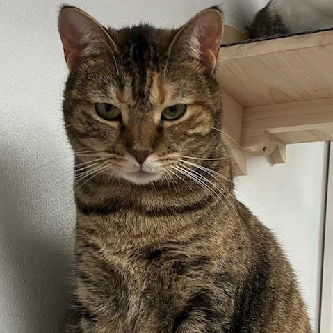 Teddi, Adoptable, Adult Female Domestic Short Hair & Domestic Short Hair.