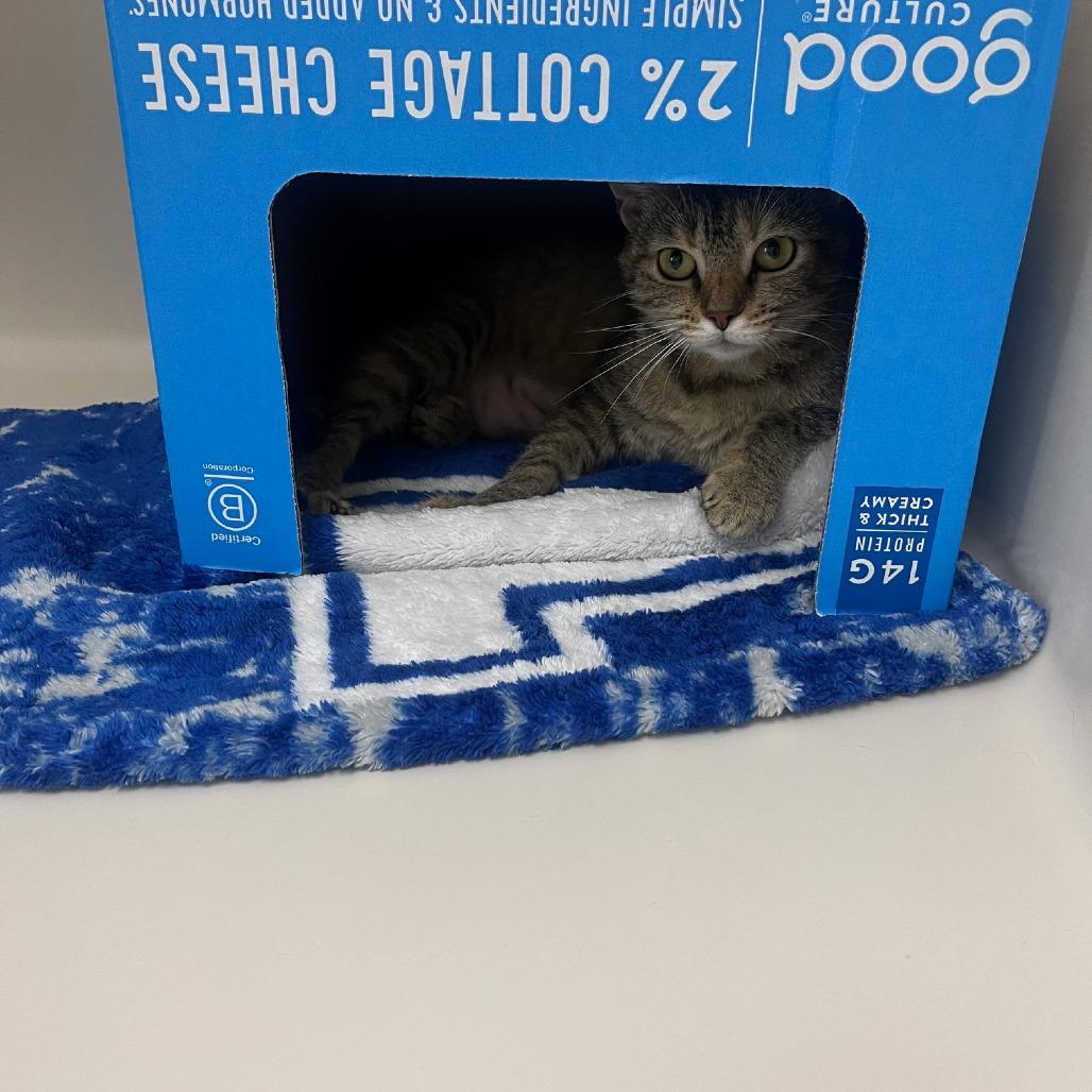 Teddi, Adoptable, Adult Female Domestic Short Hair & Domestic Short Hair.