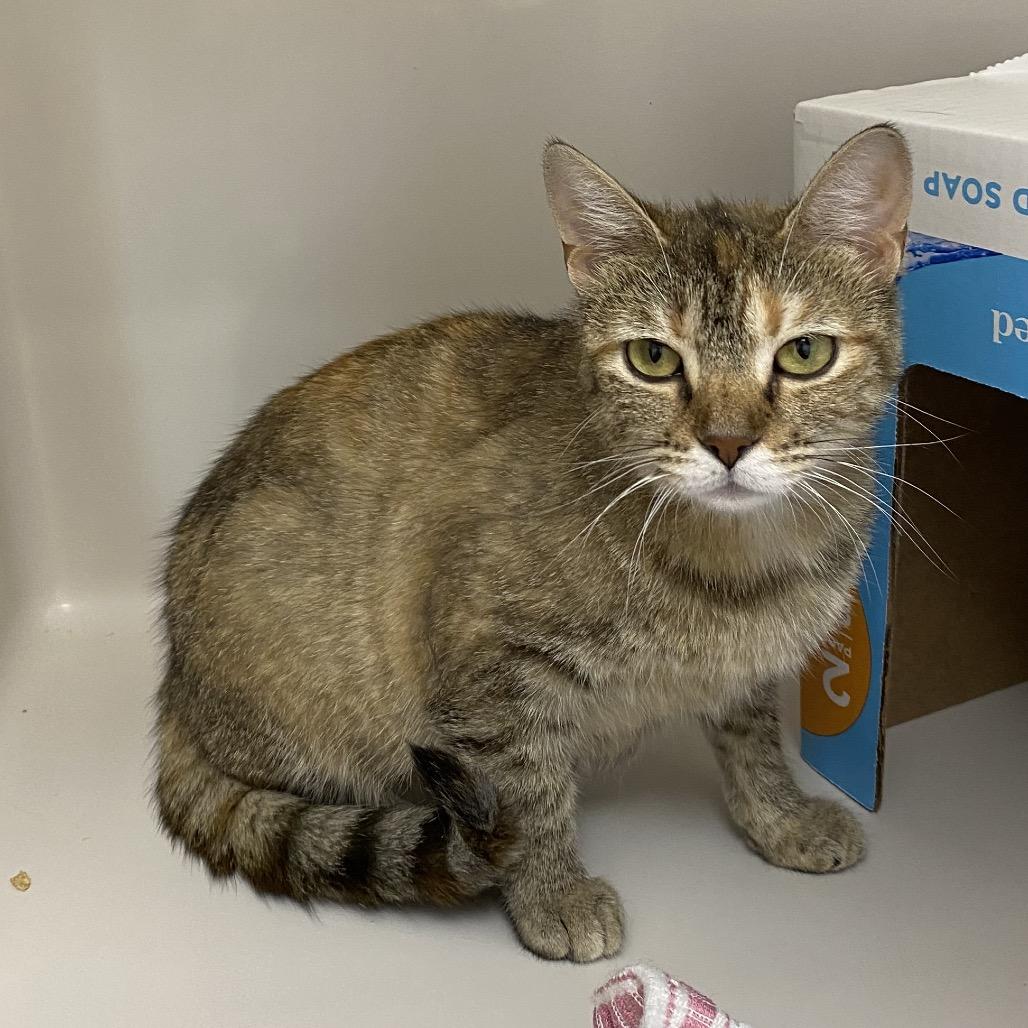 Teddi, a Adoptable mixed breed in La Grange, KY image 2/4