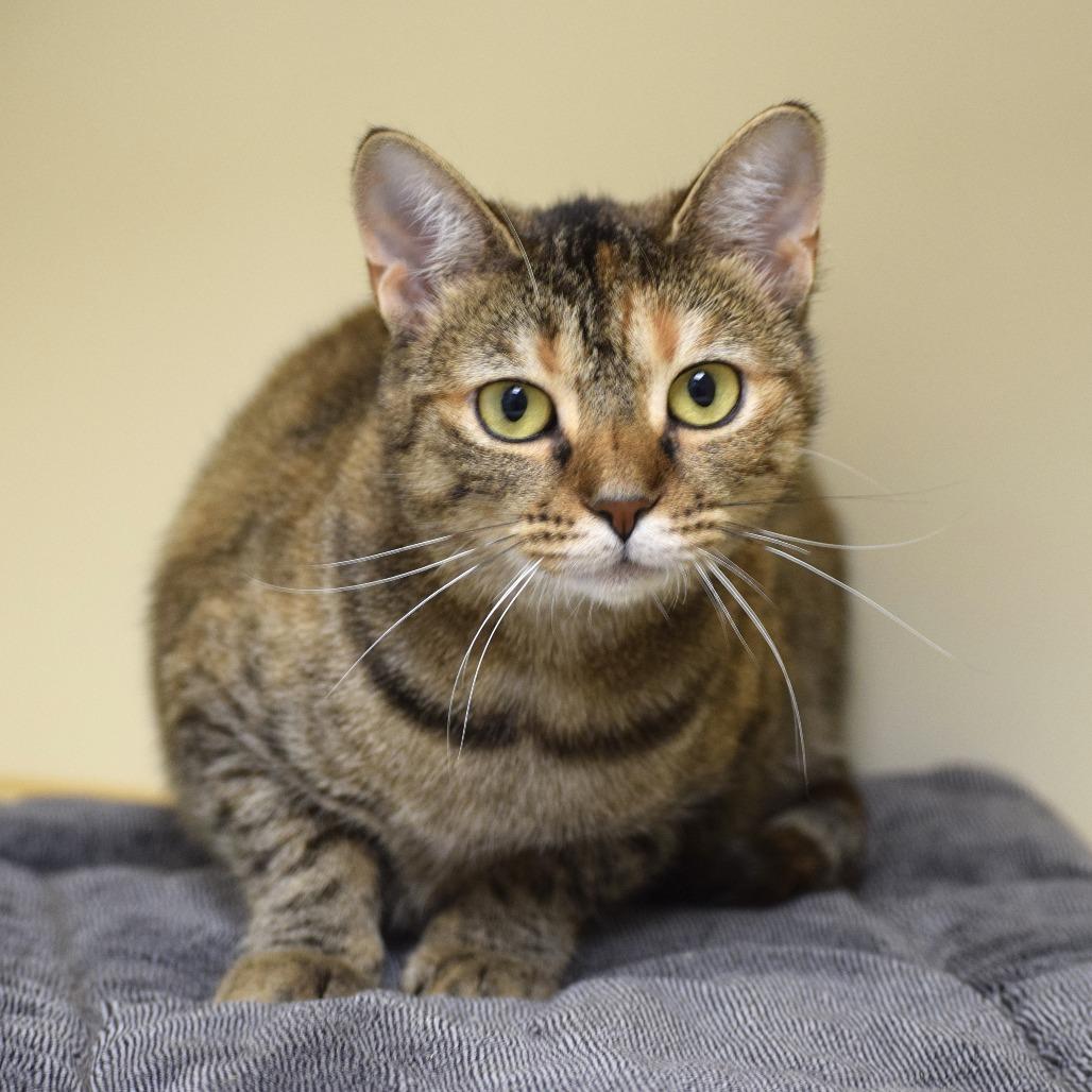 Teddi, a Adoptable mixed breed in La Grange, KY image 3/4