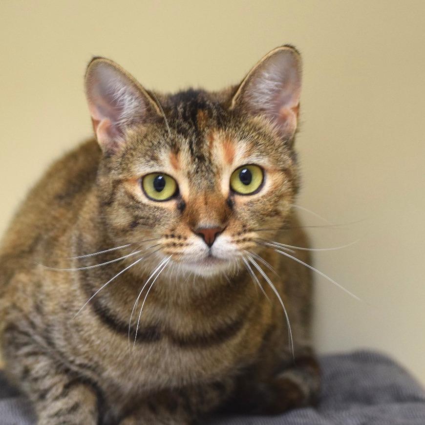 Teddi, a Adoptable mixed breed in La Grange, KY image 3/4