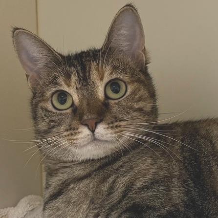 Teddi, a Adoptable mixed breed in La Grange, KY image 4/4