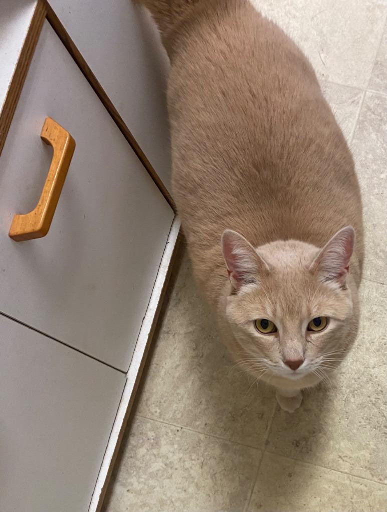 Simon, Adoptable, Senior Male Domestic Short Hair.