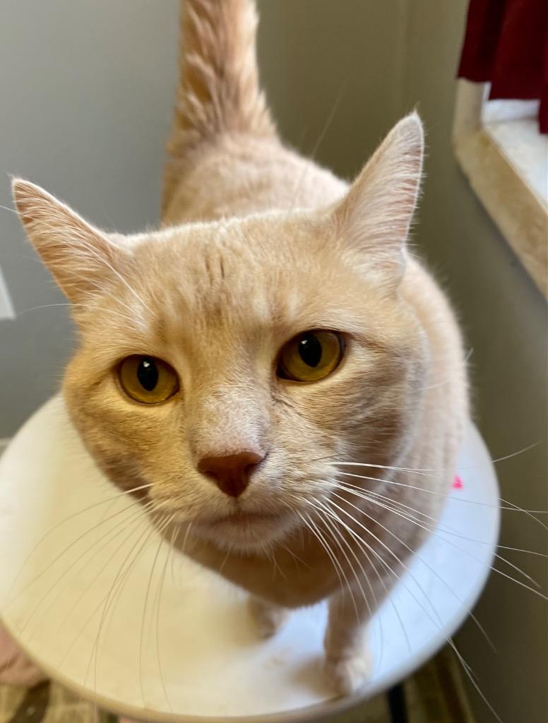 Enlarge Simon, a Adoptable mixed breed in Sprakers, NY image 2/6