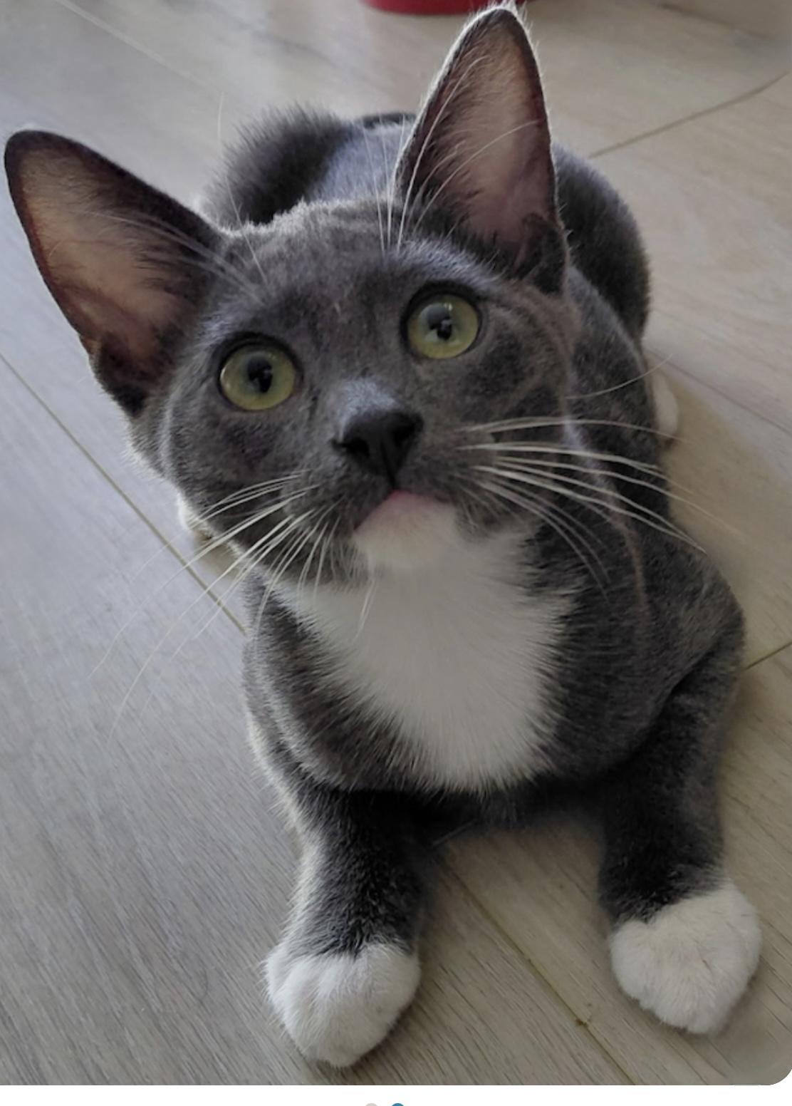 Pilot, Adoptable, Young Male Domestic Short Hair.