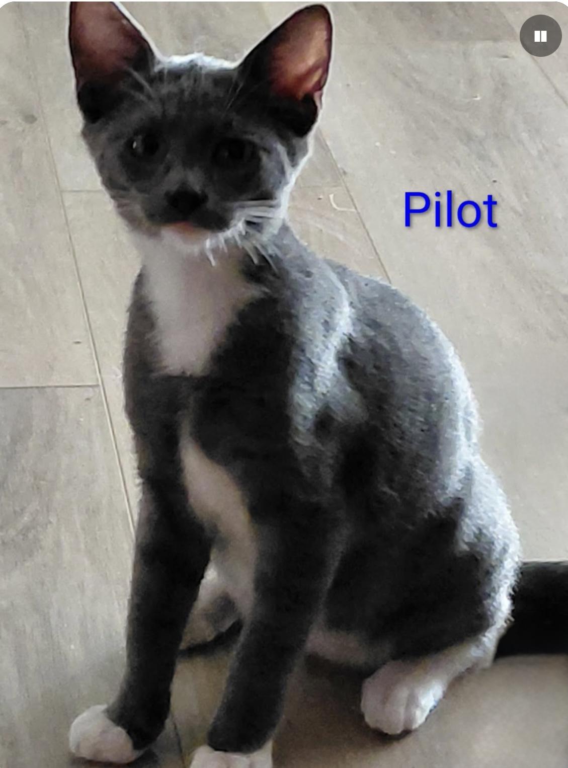 Enlarge Pilot, a ADOPTABLE mixed breed in Santa Rosa, CA image 1/1
