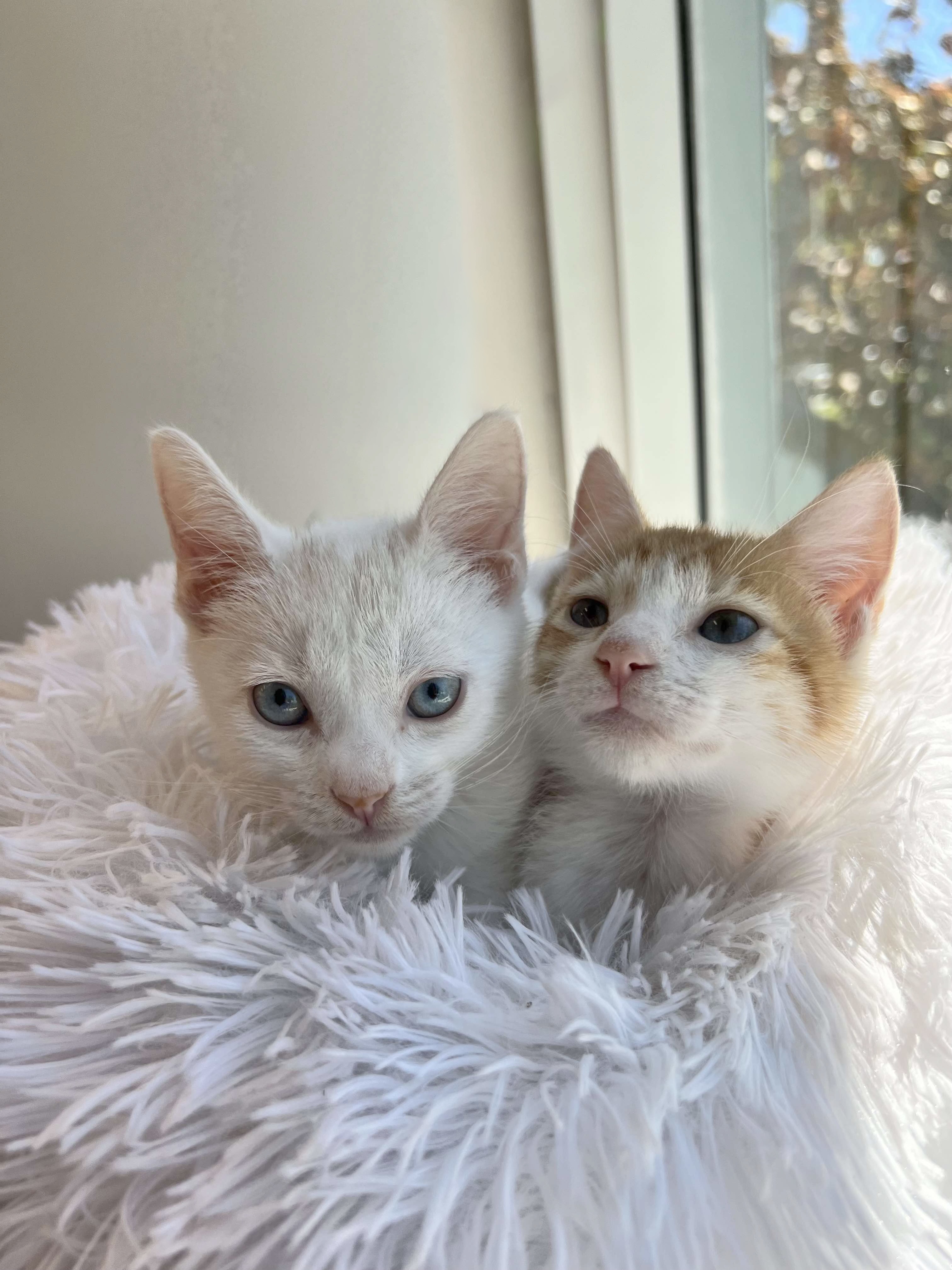 Cat for adoption Louise & Harrington BONDED, a Domestic Short Hair