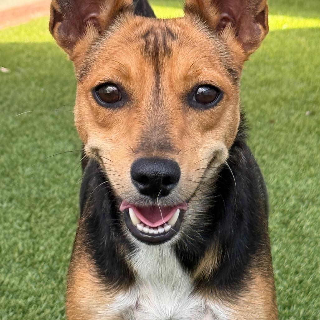 Enlarge Lassie - with the soulful eyes, a Adoptable mixed breed in Austin, TX image 2/5
