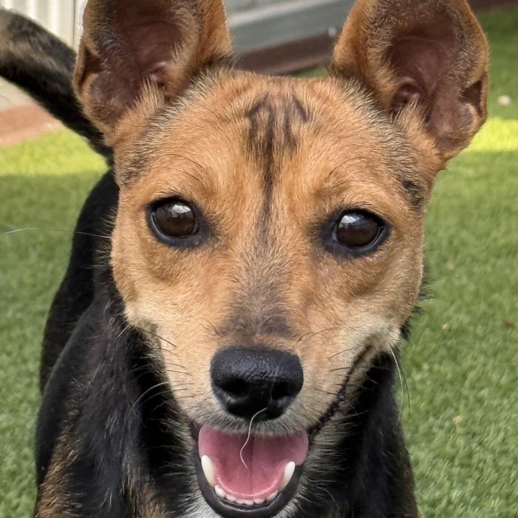 Enlarge Lassie - with the soulful eyes, a Adoptable mixed breed in Austin, TX image 4/5